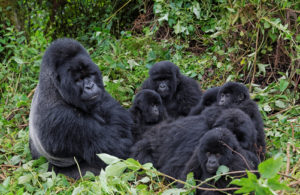 Cheap gorilla permits Rwanda