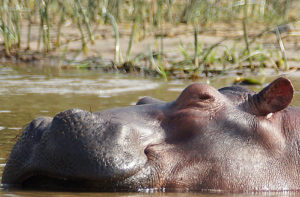 10 days safari in Uganda