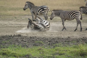 10 days Uganda Wildlife tour