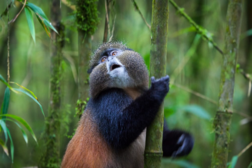 Activities in Rwanda