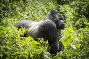 National Park in DRC Congo