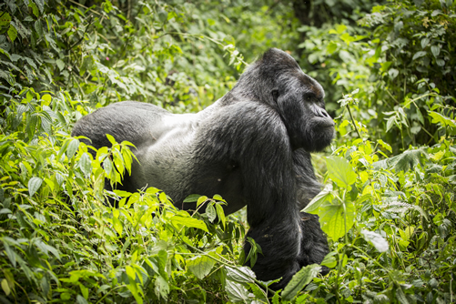 National Park in Congo