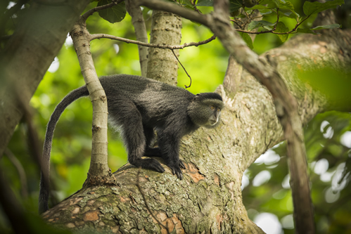 Things to do in the Democratic Republic of Congo