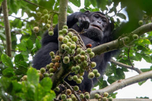 Tourism in Ruanda