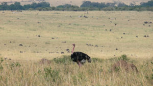 2 Days 1 night Masai Mara safari 