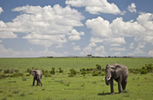 2 days Masai Mara Safari Tours