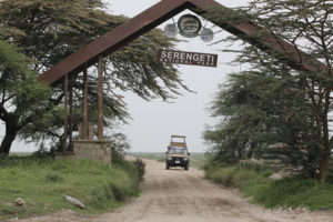 2 Days Serengeti Safari Tanzania from Arusha 