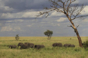 2 day Serengeti safari from Mwanza 