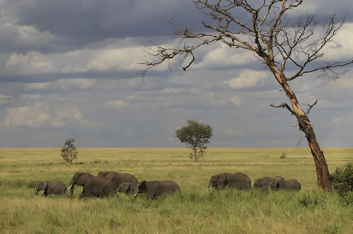 2 day Serengeti safari from Arusha