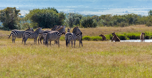2 Days Serengeti Safari Tanzania from Arusha or Mwanza