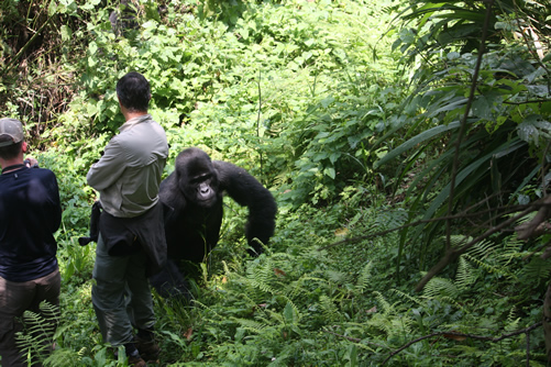 Where to see silverback gorillas