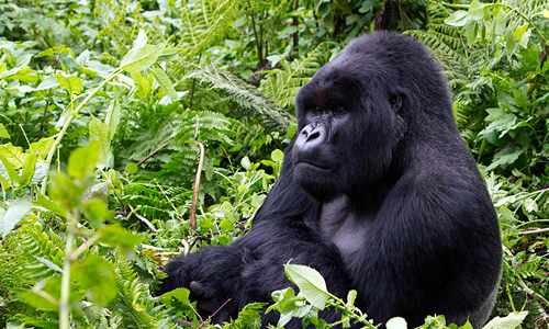 A silverback gorilla