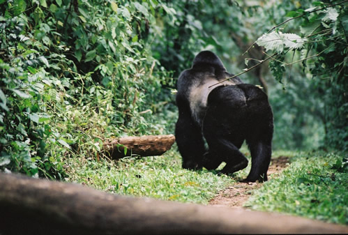 Facts about silverback gorilla