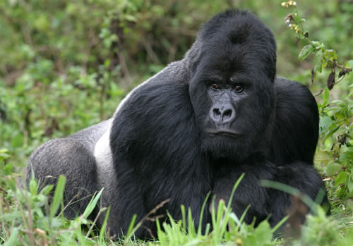 Facts about Silverback Gorillas