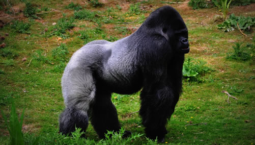 Size of a silverback gorilla