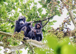 Chimpanzee feeding habits