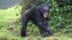 Chimpanzee Intelligence