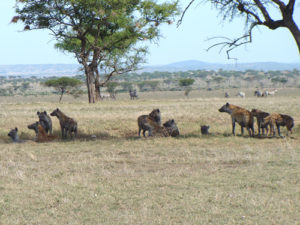 Annual wildebeest migration