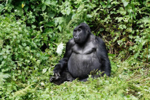 Fee for gorilla permits