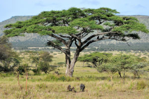 Great migration Africa