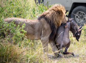 Great Migration in Africa