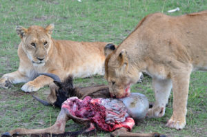 Great Migration in East Africa