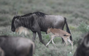 Great migration routes