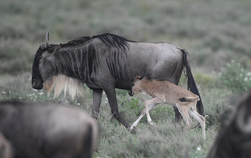 Great wildebeest migration routes