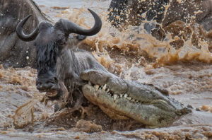 Great Wildebeest Migration in Africa