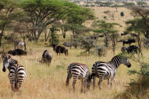 Great Wildebeest migration in East Africa