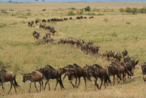 The Great Migration in Africa – River Crossings, Routes and Calving Period
