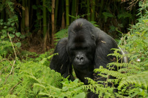 What gorilla trekking is all about