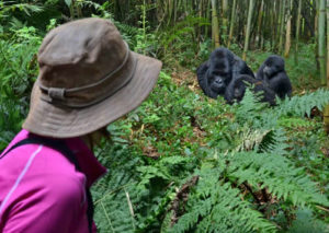 What happens during gorilla trekking?