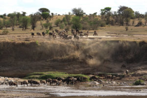 Wildebeest migration in East Africa