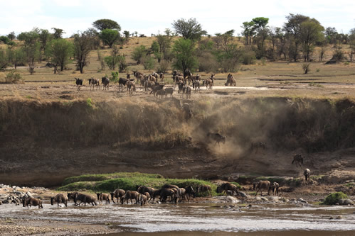 Wildebeest migration in East Africa