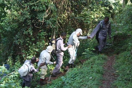 3 day gorilla habituation experience