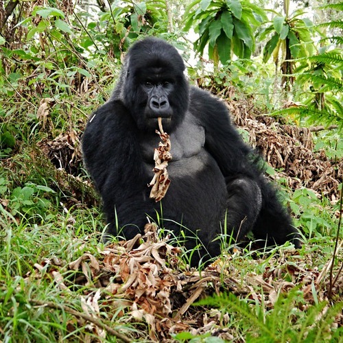 3 days gorilla habituation experience in Bwindi Uganda
