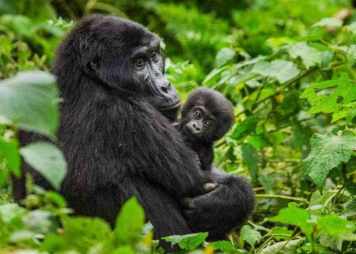 3 days gorilla habituation experience in Uganda