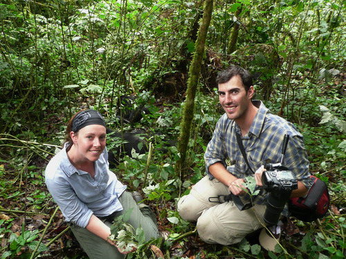 Promotional gorilla permits in Uganda