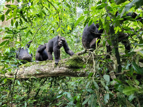 7 Days Gorilla Trek