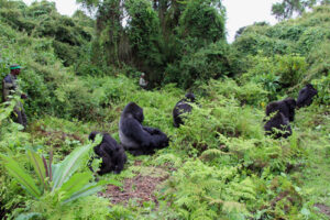 Ethical Considerations and gorilla trekking