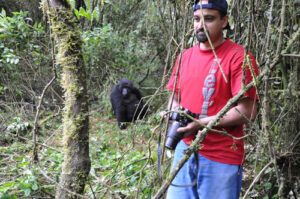Why gorilla trekking is ethical