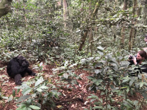 Age limit for Chimpanzee Trekking in Uganda