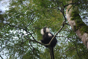 Angola Colobus Monkey