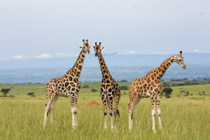 Best time for safaris in Uganda
