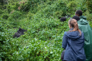 Cheap gorilla trekking