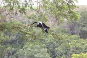 Colobus Monkey