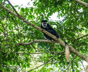 Colobus Monkey facts