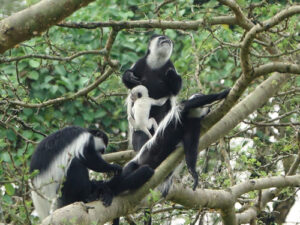 Facts about Black and White Colobus Monkeys