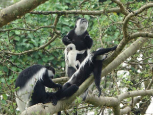 Colobus Monkey  African Wildlife Foundation